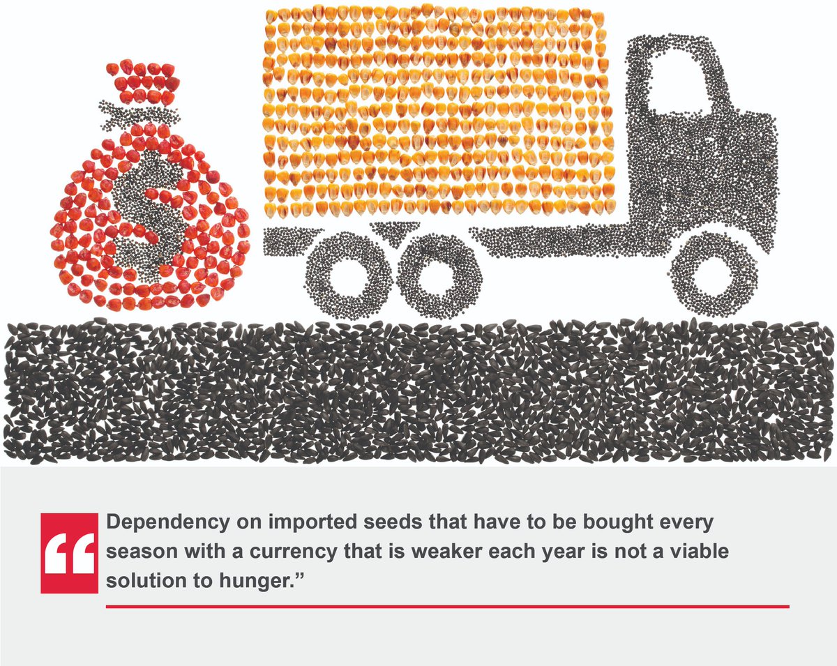 routetofood's tweet photo. The use of GM crop seeds, that cannot be replanted, will increase the dependence of farmers on profit-oriented multinational corporations that is not only expensive but also makes them vulnerable to market and global supply shocks. 
#SeedSovereignty 
#Agroecology
#RouteToFoodKe https://t.co/jwumOtQhpM