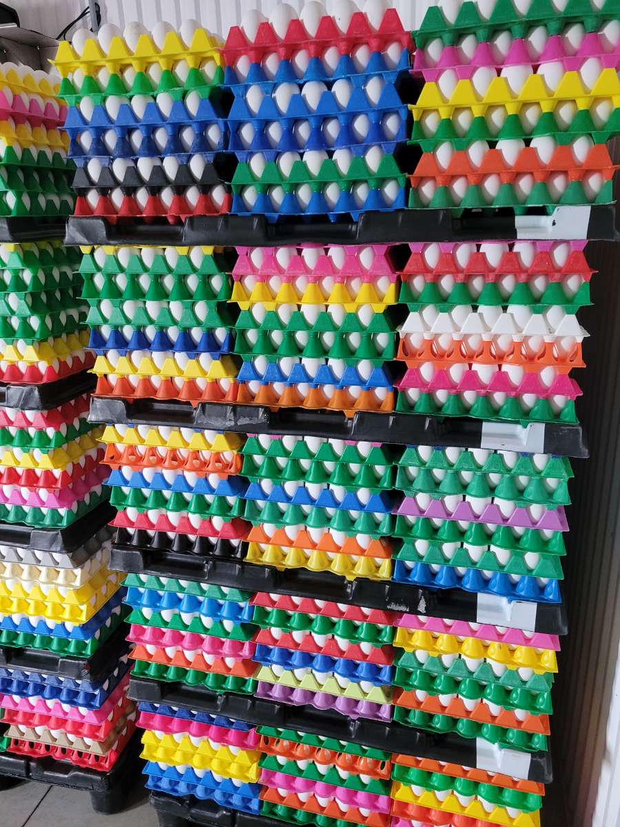 MoniqueBenedict's tweet photo. Happy World Egg Day!🥚🍳70 calories, 6 grams of protein, Vitamins A,D,E, and many other nutrients inside every Egg. Have an Egg-cellent day🥚🍳 https://t.co/gr0TCoATua