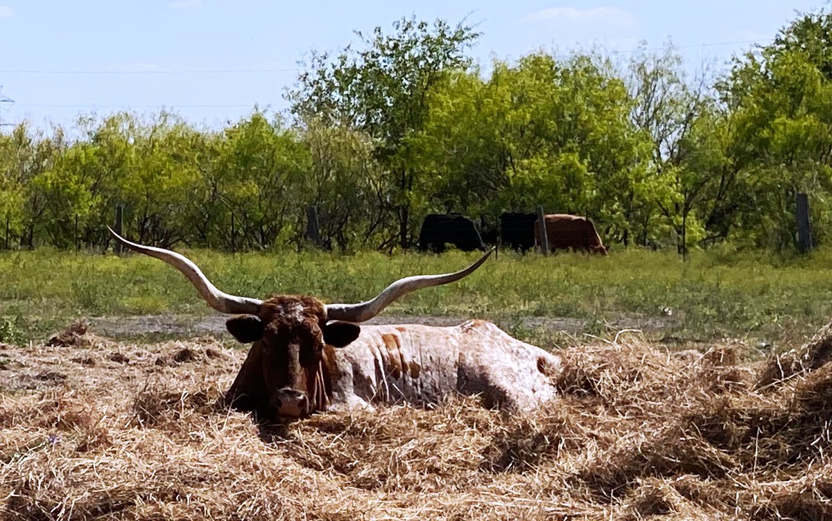 FilmFleet's tweet photo. Meet Loretta T and Dolittle T Longhorns!  Born @FilmFleet in February and May 2008, respectively.  They are named after the recently late country legend, and her beau.  They are living their best lives at "Farm Fleet".  

#film #filmtexas #texaslonghorns #rescueanimals https://t.co/GktQmPpw80