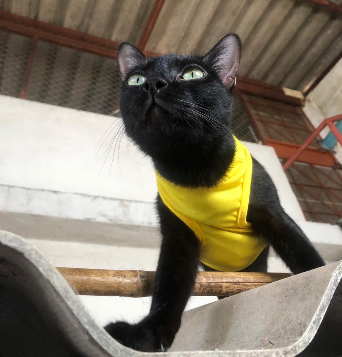 TranslatedCats's tweet photo. Bring grilled eggs to me. I miss them. I'm fine. I own an office. https://t.co/SGcUtGtyly