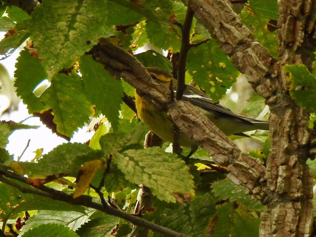 Enjoying the Autumnal colours on Bryher Isles of Scilly today #Scillies #bryher #Blackburnianwarbler