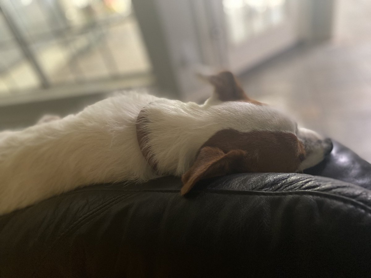 speedymelh's tweet photo. Fall break is being with family and cuddling with dogs. That is all. https://t.co/1QWXHHTLAS