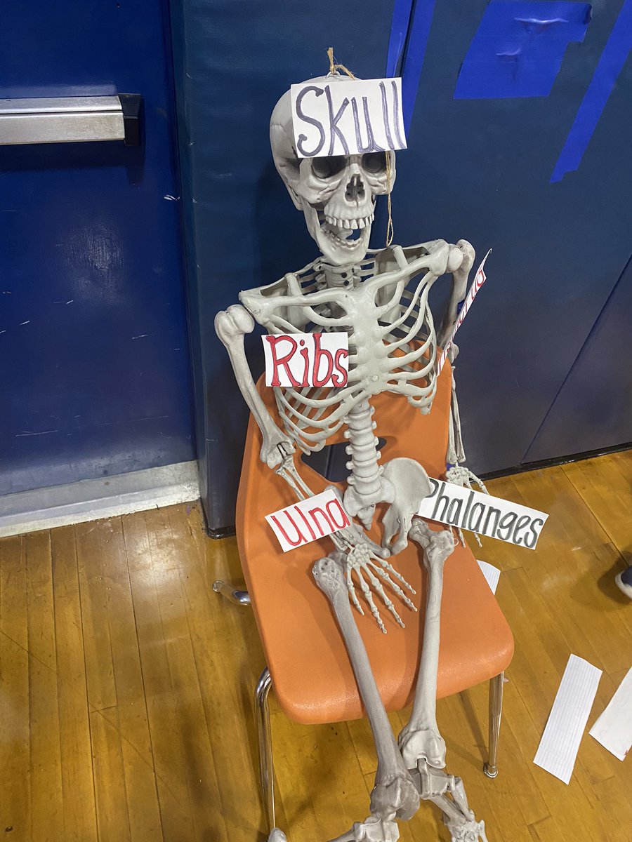 YESPEDorman's tweet photo. 4th graders got to label Mr. Bones today to help him remember his bones before Halloween 🦴 on display above bleachers for all other grades to see https://t.co/3BO3TBLAaS