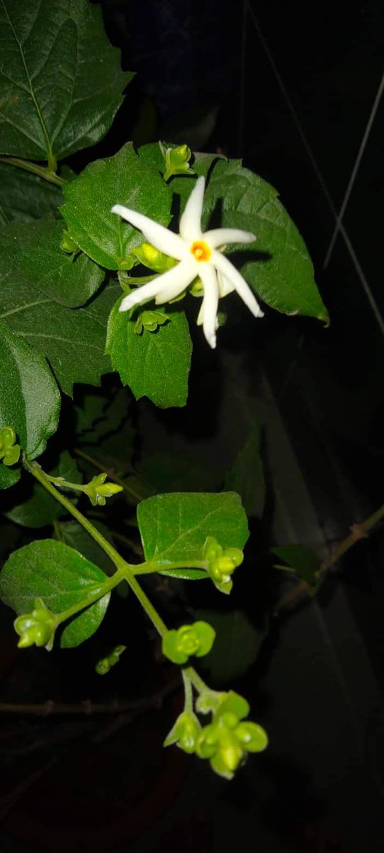 Xman6360's tweet photo. শিউলি ফুল https://t.co/ghEye7Nd36