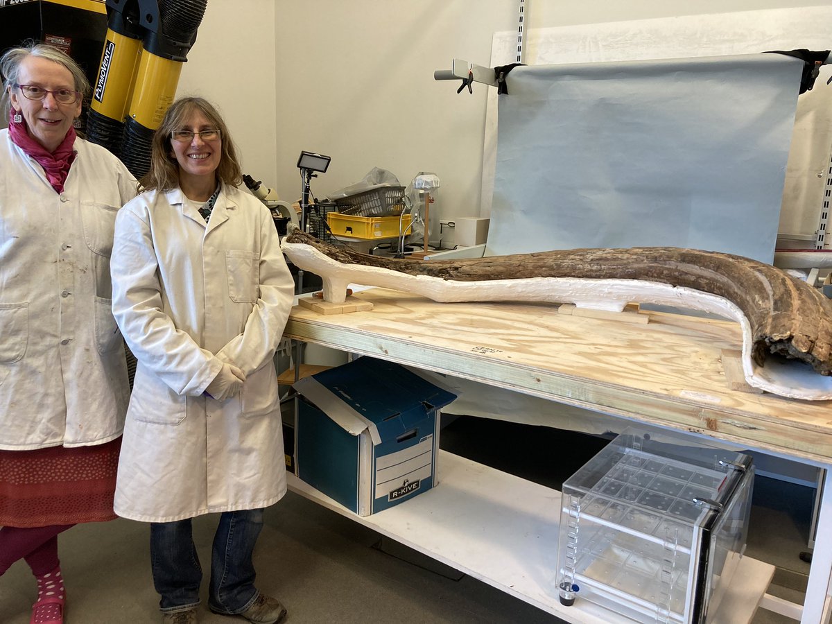 PurpleMastodon's tweet image. Success! Steppe mammoth tusk conservation completed on #FossilFriday, thanks @TheDigVenturers for the opportunity @CConserveCymru #ludlowmuseumresourcecentre