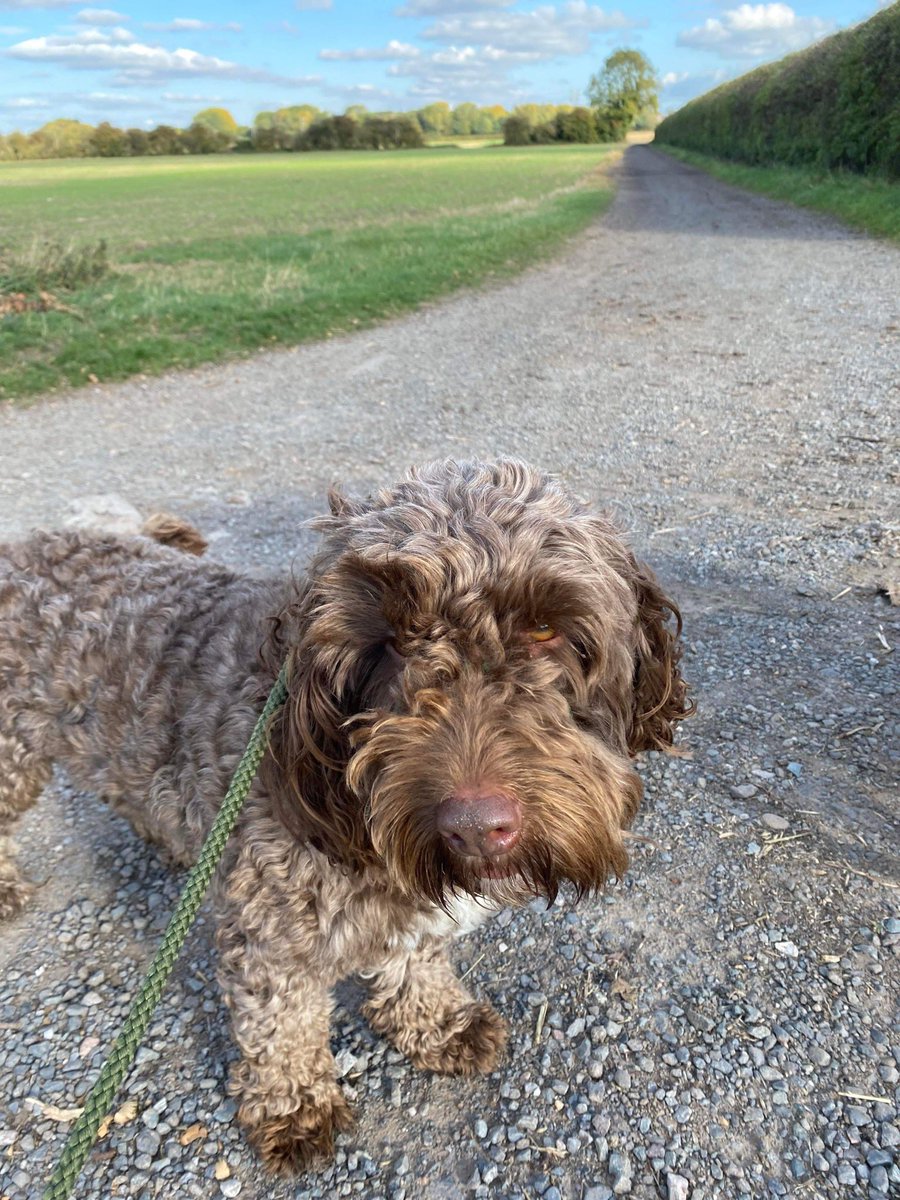 waltercockapoo tweet media