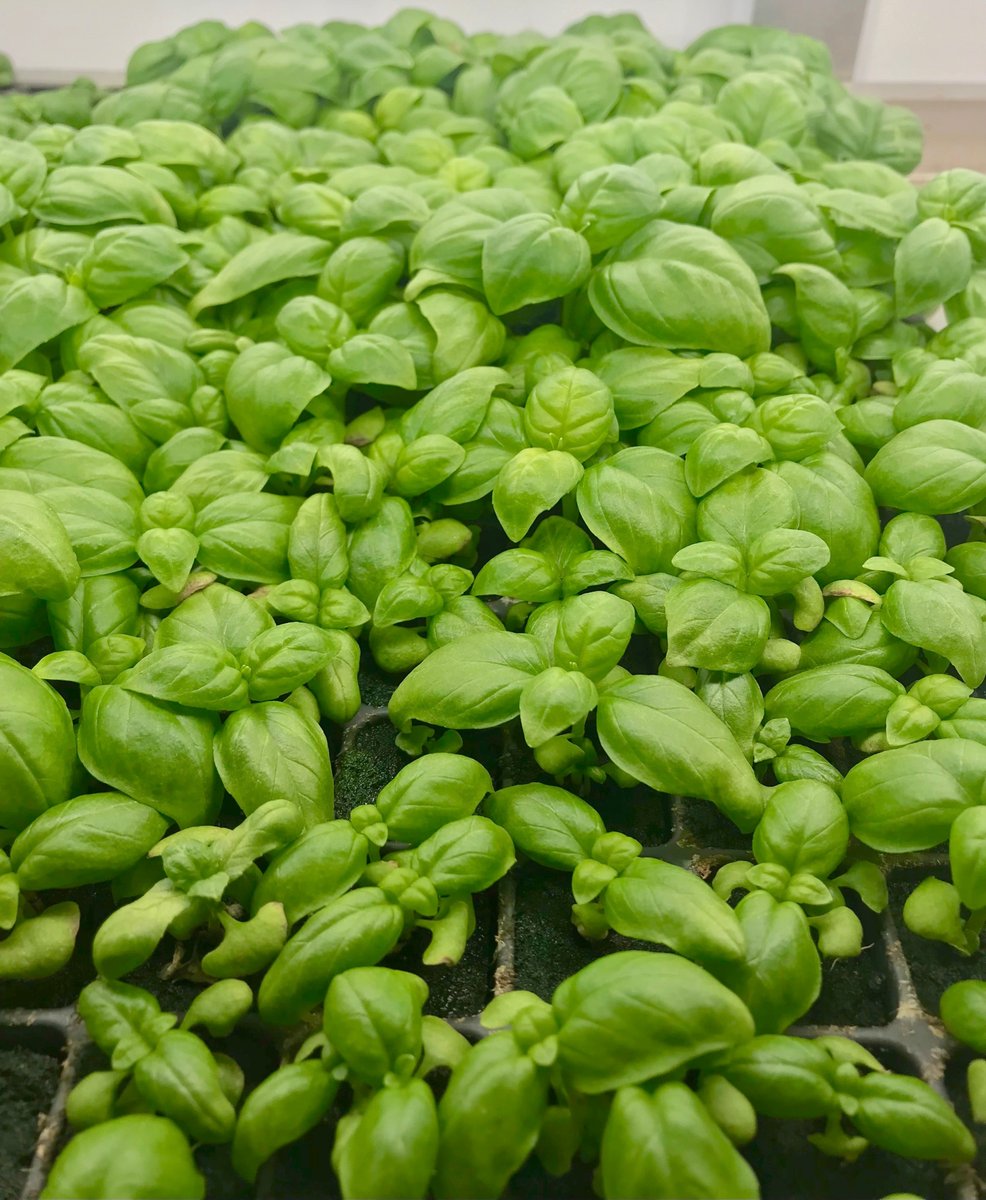 FarmBox_Foods's tweet photo. Our Friday Farm Stand is OPEN until 2 p.m. today. Stop by 5389 Plum Ave. to grab some fresh basil, lettuce and/or gourmet blue oyster mushrooms!
#farmstandfriday #farmstand #farming #indoorfarm #indoorag #farm #verticalfarm #hydroponics #farmboxfoods #mushrooms #basil #colorado https://t.co/uvqXwbYujo