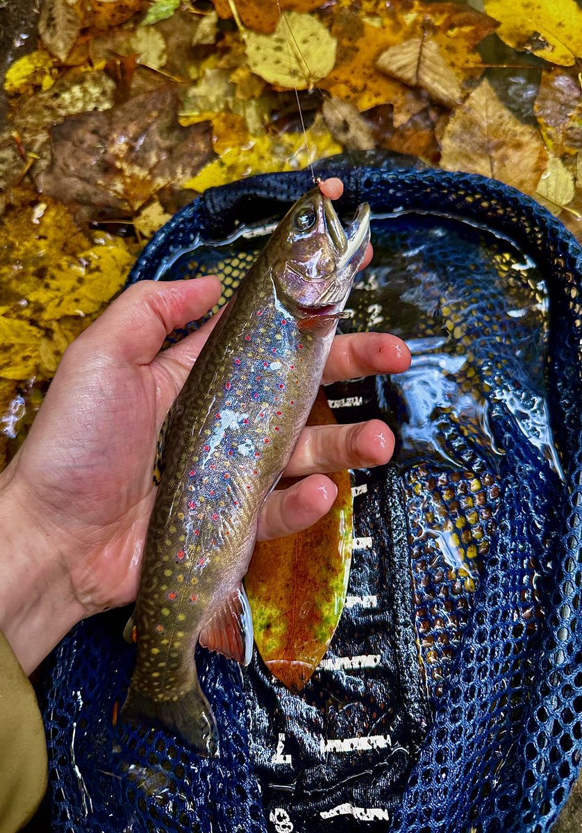 The Last Brookie of the Year-

Those pink spots are beginning to pop and that means spawning season for the Brook Trout. As anglers, we should take some extra care on the stream during this time of year to give these beauties the space they need for a successful spawn!