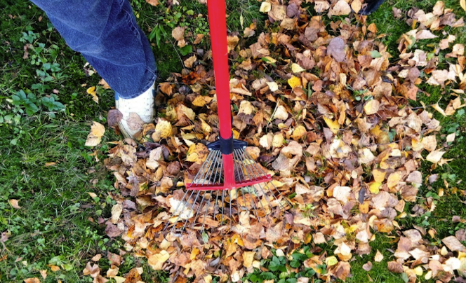 MightyGreenLawn's tweet photo. Fall is in full swing, and your lawn care routine should be too: mow and water, fertilize, rake leaves, fill in bald spots, &amp; control weeds. The more you do during the Fall, the better your lawn will perform in the Spring!  
#mightygreen #lawncare #lawnservice #falllawncare https://t.co/MvibCLrgAK