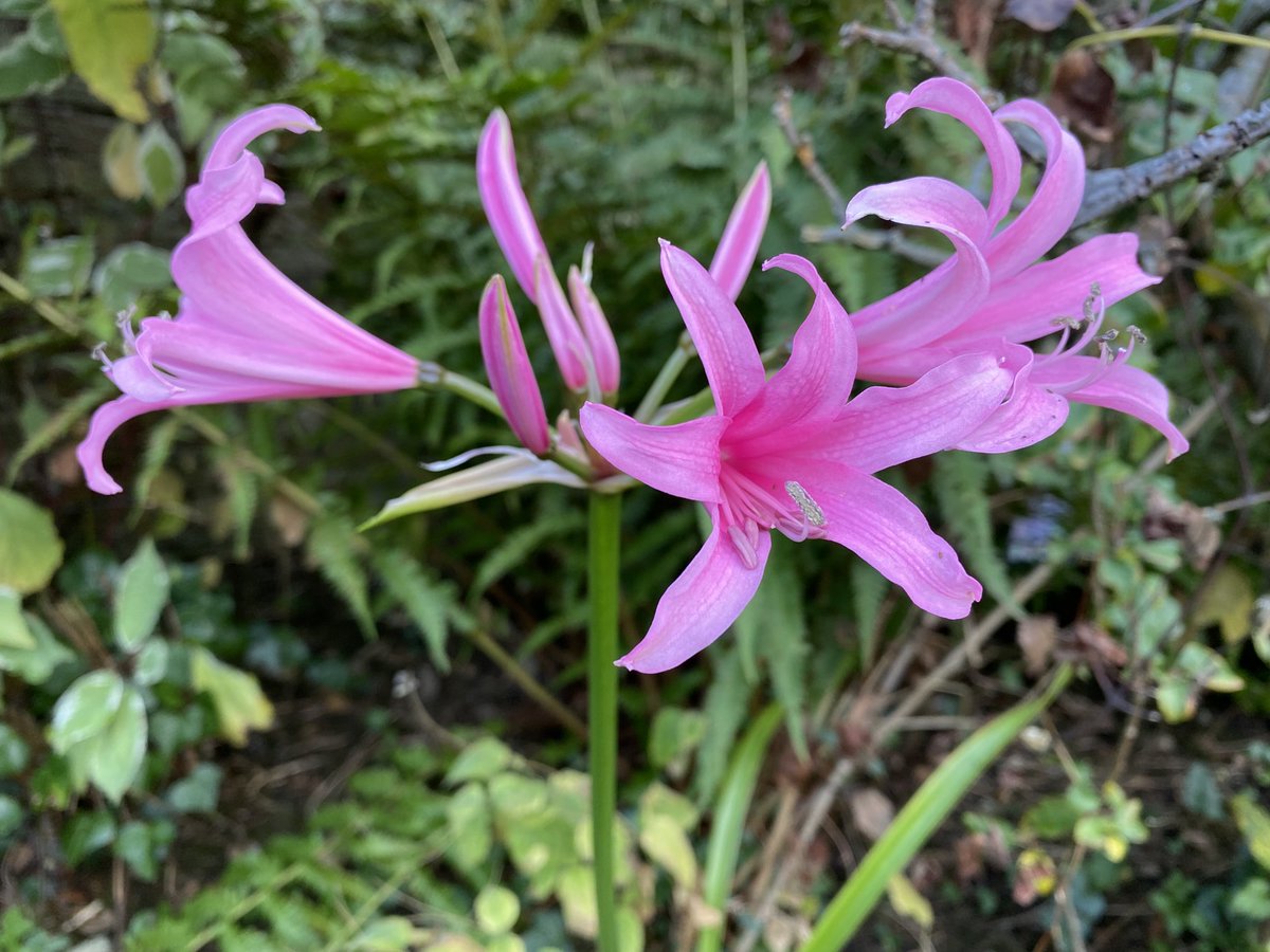 CliveCotswolds's tweet photo. And four years later… #nerines https://t.co/M8Pl8vQ2MV