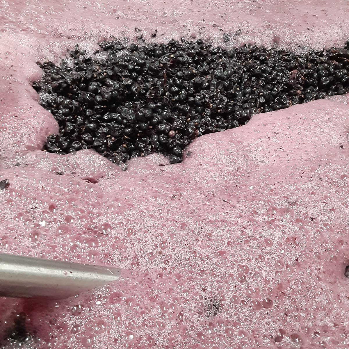 wmgrassiewine's tweet photo. Mmmmm....fermentation!!!
SnoRidge & Duvall tasting rooms open today from 3-9pm! Come sip and savor our wines with us! Happy Friday! #wmgrassiewine #timetomakethewine #harvest2022 #showmeyourharvest #wawine #wawinery #fermentation #science #magic #frothygoodness #winesthatdelight https://t.co/i2gO8KSWXf