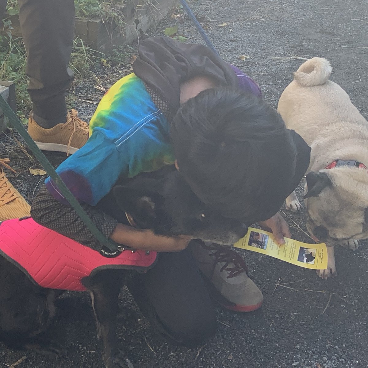 lemonroadschool's tweet photo. The therapy dog program is back! Taking time outside to bond with these pups lifts moods, reduces blood pressure, promotes self-esteem and focused interaction, and stimulates memory and problem-solving skills. #lreslionpride #lionslearningforward https://t.co/ZnEhAb2peu
