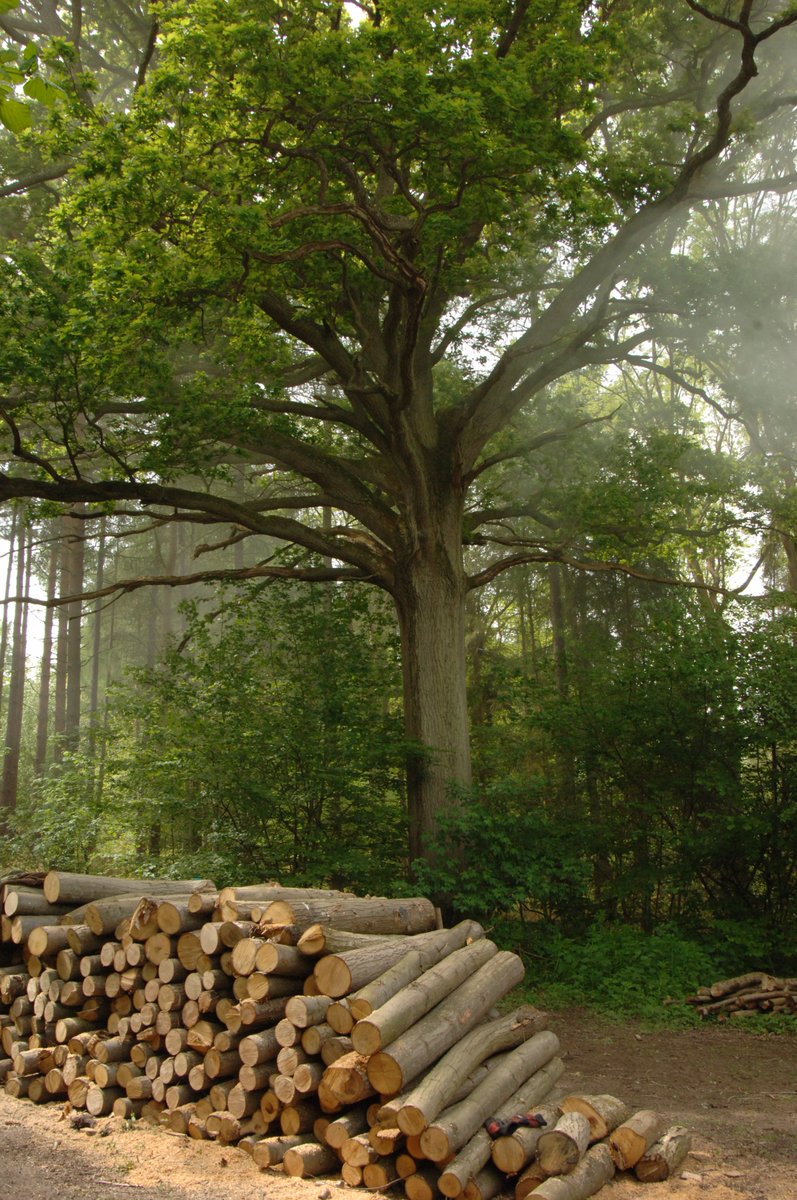 Forestry England tweet media