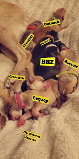subaru_usa's tweet photo. When momma Sophie gave birth to a litter of puppies in the back of a Subaru, it was only fitting to name them all after Subaru models 🤗🥺. #SubaruLovesPets #MakeADogsDay (📸: Emily Angelo, @nicolefrethem) https://t.co/2fvfRmTCsq