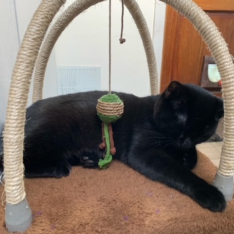 We have two #HappilyRehomed black cats to tell you about! Say hello to Inky and Luna, a sibling pair who found their new home last month. Now, they spend their time basking in sunshine, playing in the garden, and cuddling together. We couldn't be happier with how they ended up 💜