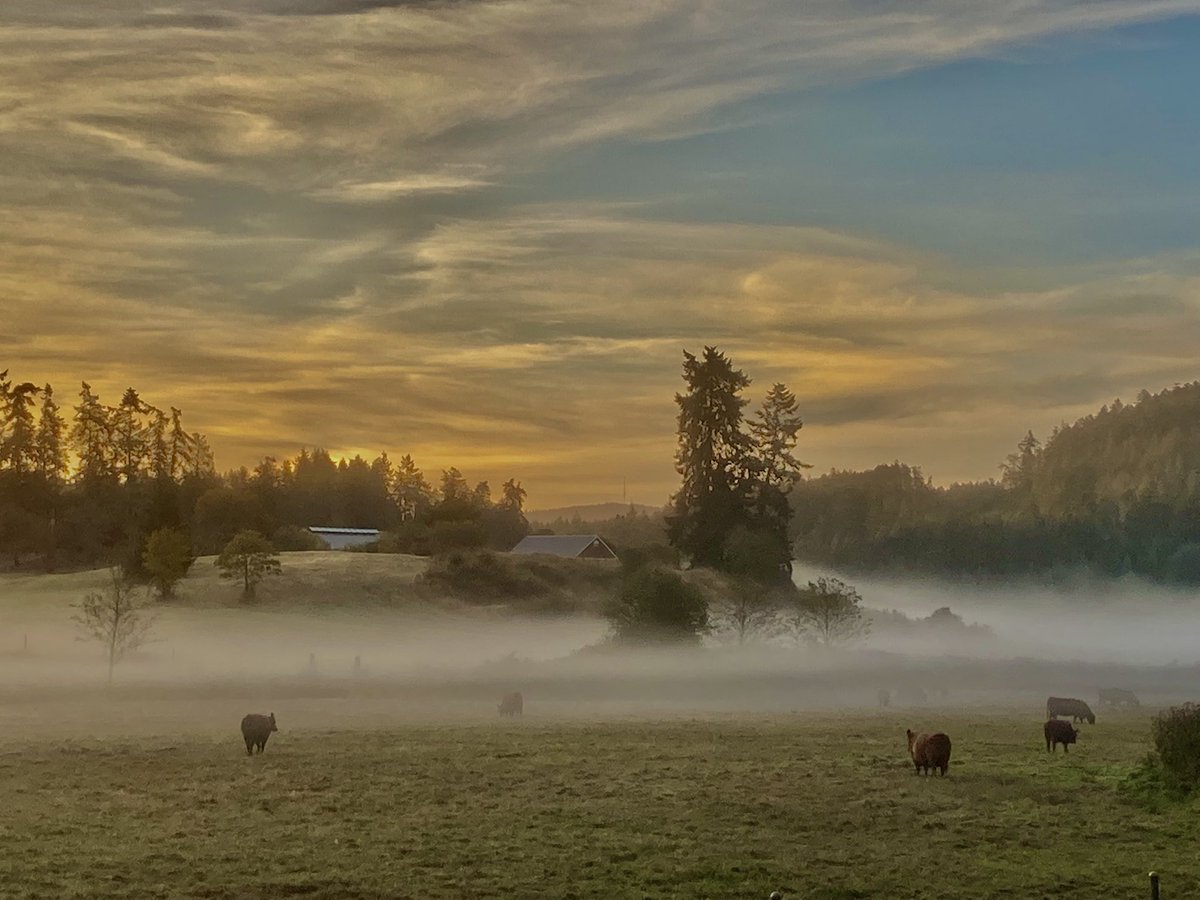 CleatorRobin's tweet photo. Autumnal morning on Mayne Island BC.@BCFerries @HelloBC @GlobalBC https://t.co/oXNwtAtCjk