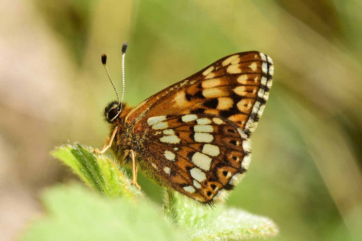 Could you help with habitat improvement at a Duke of Burgundy colony near Salisbury this winter? The scrub cutting will be lead by experts, and no special skills are required!If you think you can help, please contact angela_leaman@hotmail.com for more details! Photo: Jeremy Cuff