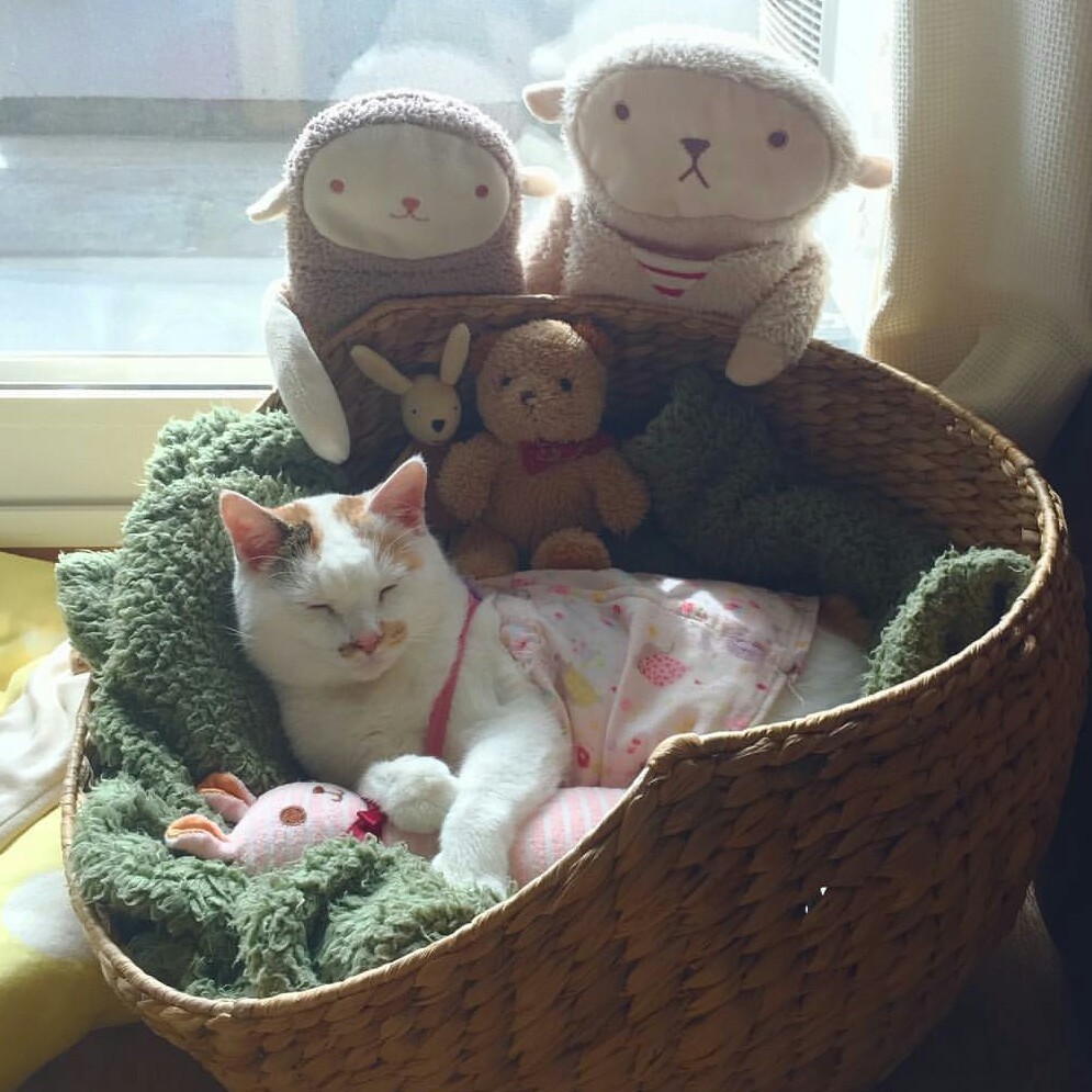 🌿🌼🧺 tweet media
