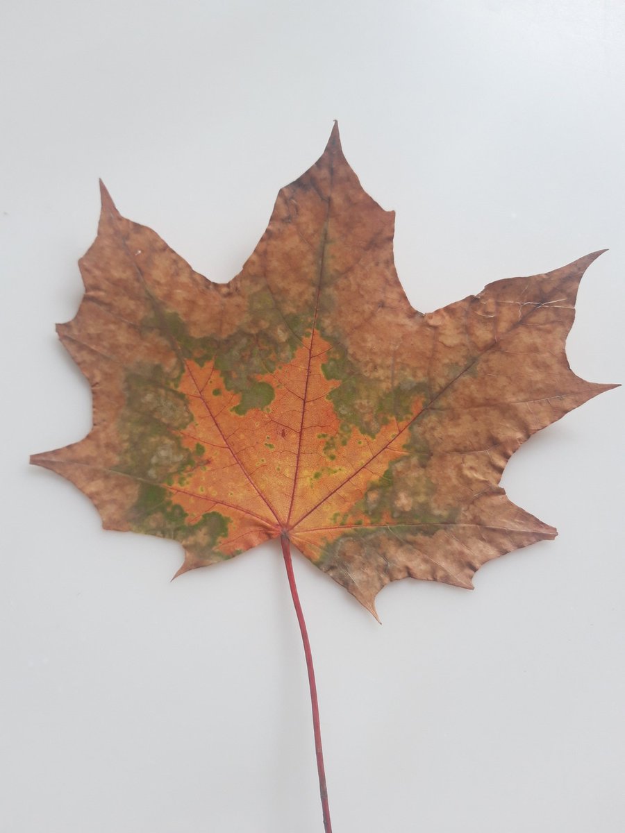 #autumntime 
#herbstzeit