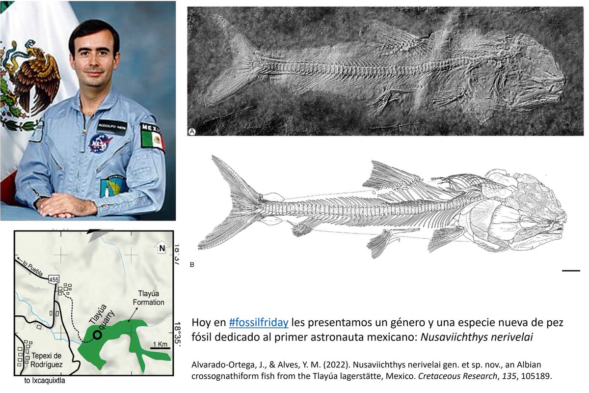 GeoXplora's tweet photo. Hoy en #fossilfriday les presentamos un género y una especie nueva de pez fósil dedicado al primer astronauta 🚀 mexicano Neri Vela: Nusaviichthys nerivelai 🤯. Descubierto en la Cantera de Tlayúa en Tepexi de Rodríguez, Puebla (México). https://t.co/Z4E4eub5YE