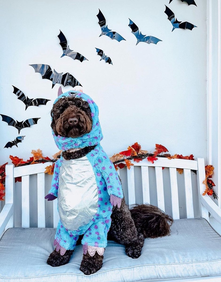 We are PAWS-itively obsessed with pet costumes! 🐾 🤩 Fetch something for your furry friend to add a little cuteness to spooky season! 🐶 👻 📸 @.kalidoodlee on IG 🛍️ biglots.ly/6011M9S0x