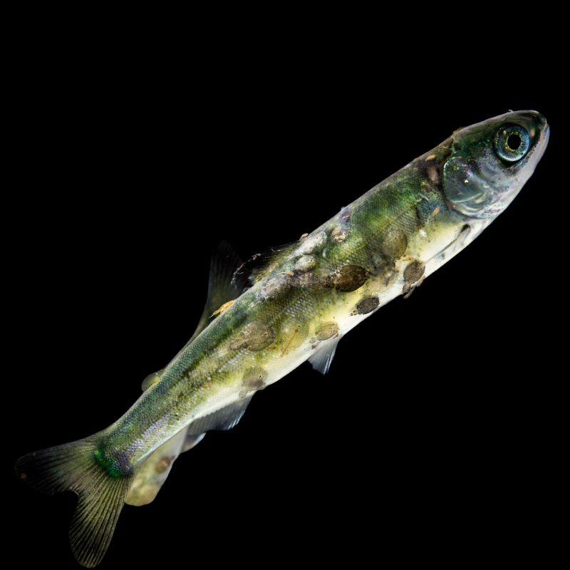 patagonia's tweet photo. Join Patagonia grantee @georgiastraitbc in calling on federal leaders to keep their promise and remove all open-net salmon farms from B.C. waters by 2025.

Add your voice: