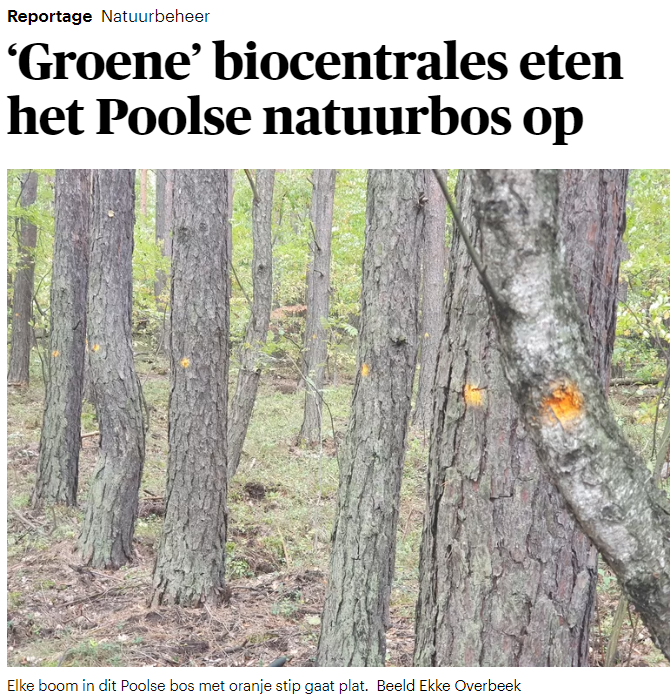 visschers's tweet photo. De energiecrisis heeft houtkap nog 'n tandje hoger gezet. Met forse EU-subsidies worden biomassa-installaties gebouwd die Europa onafhankelijker maken van geïmporteerde olie en gas. Maar volgens ecologen is biomassa geen groene energie. https://t.co/t9Zz0JSFON @MChahim @jhuitema https://t.co/ULReRNgXKt