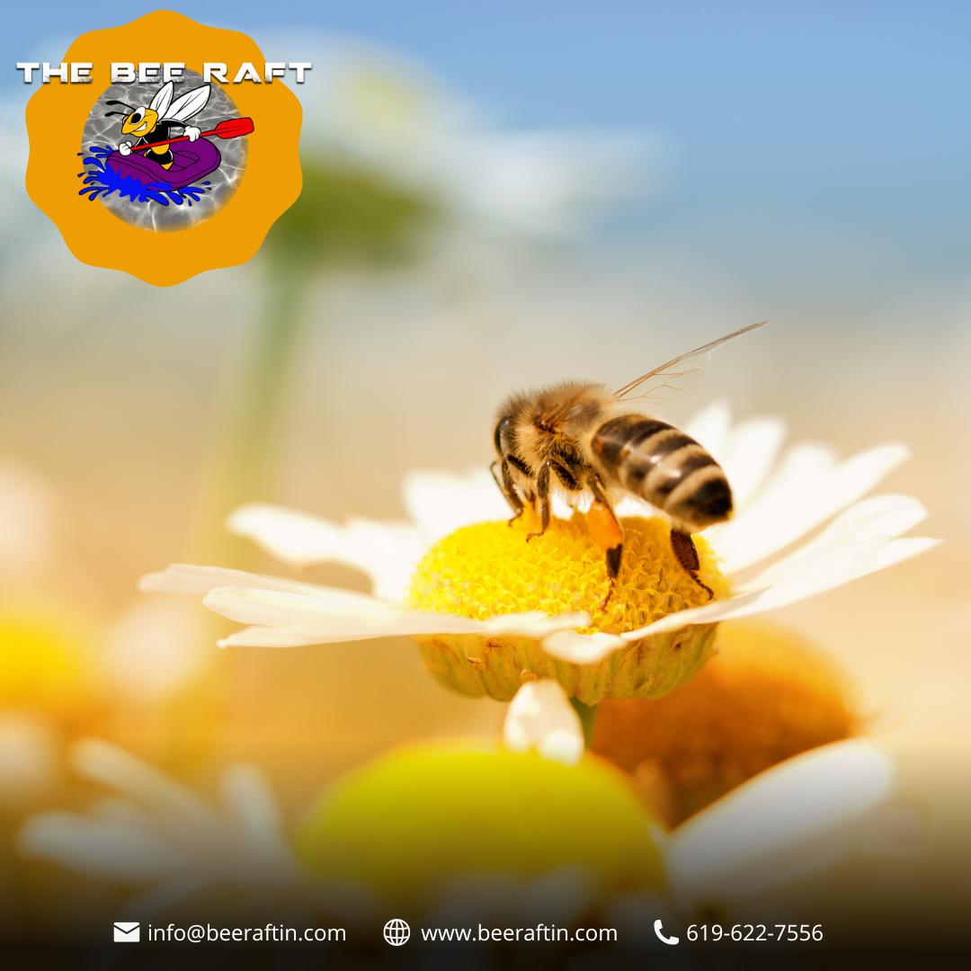 Bee_Raftin's tweet photo. #TheBeeRaft is confident that you'll love our products as much as we do! Explore our website and find something perfect for your needs!
#TheBeeRaft #beeraftin #itsathing #beessential #essentialworkers #savethebees #helpushelpu https://t.co/CnvqzTonU9