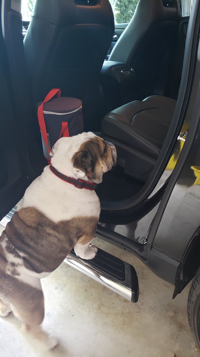 tsandg8r's tweet photo. Next stop... the #904 (w/a @Wawa stop or 2 for gas/snax). 'Ol buddy worried he's gonna get left at home. No way José. You're my co-pilot.
#SirBiscuitOfWellington
#BeatTheCorndogs #GoGata🐊 https://t.co/944UZkx0L4
