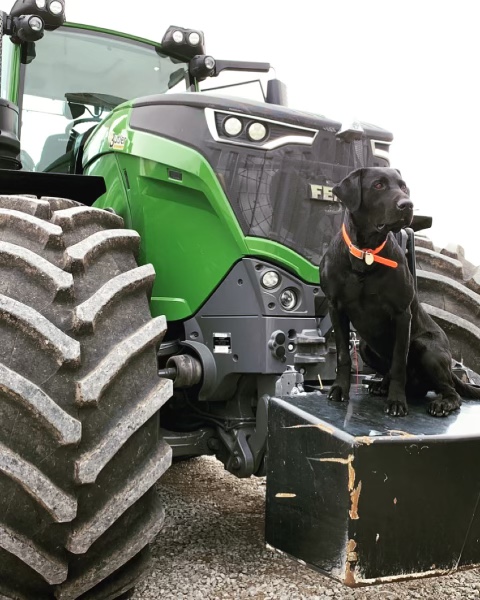 butlermachinery's tweet photo. From field corn to pheasants, it's our favorite time of year.
#butler #farming #hunting #pheasantopener #ag #agriculture #farmlife #farmer #harvest #fendt #agco #blacklab #growth #tractor #midwest #equipment #butlerag #corn https://t.co/HFYZUkXOfX