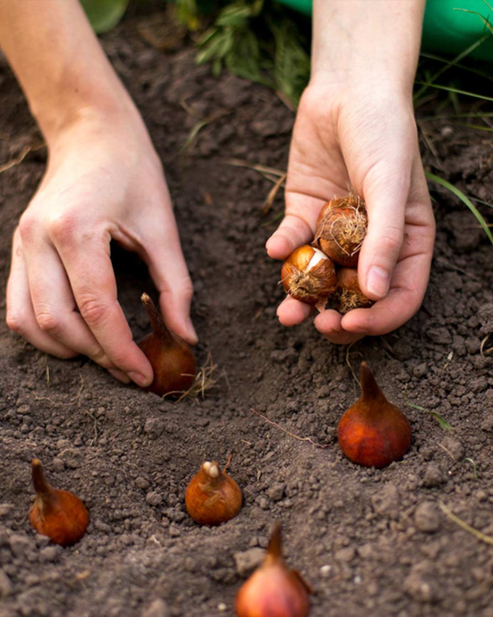 Burpee Gardening (@BurpeeGardening) on Twitter photo 2022-10-14 16:05:04