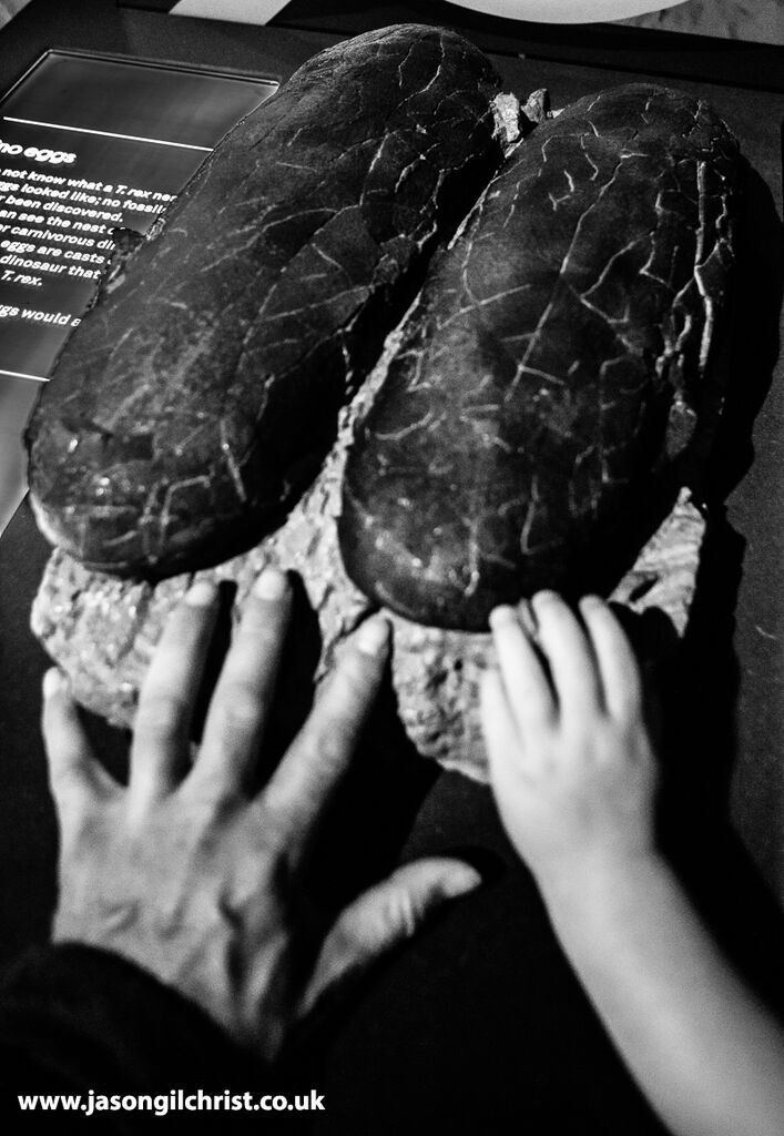 jgilchrist13's tweet photo. It's #WorldEggDay. &amp; #FossilFriday. 👇: imagining of Tyrannosaurus rex eggs [fae Trix the T. rex exhibition, @hunterian 2019]. 👀 my Blog, Reimagining Baby Tyrannosaurs @ https://t.co/FaNH8OeNR4.
#Tyrannosaurusrex #Trex #Tyrannosaur #dinosaur #dinosaurs #TrixTheTrex #DinosaurEggs https://t.co/QuZ0mHvXag