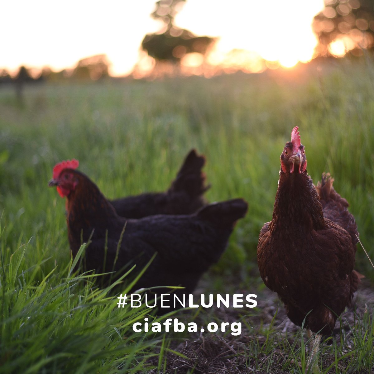 CiafbaOficial's tweet photo. 👋🏽🌼🐔🌻#BuenLunes  
Matriculate 100% online!

Nuestras secretarías regionales:
📱 CENTRO 221 586 9016
📱 NORTE 2477 51 0015 / 1473
📱 SUDESTE 249 428 6222
📱 SUR 291 504 0032
💻https://t.co/HGfB4TFW2H

#SomosColegio
#JerarquizandoNuestrasProfesiones
#YoMeMatriculo https://t.co/KB3nrtWyCA