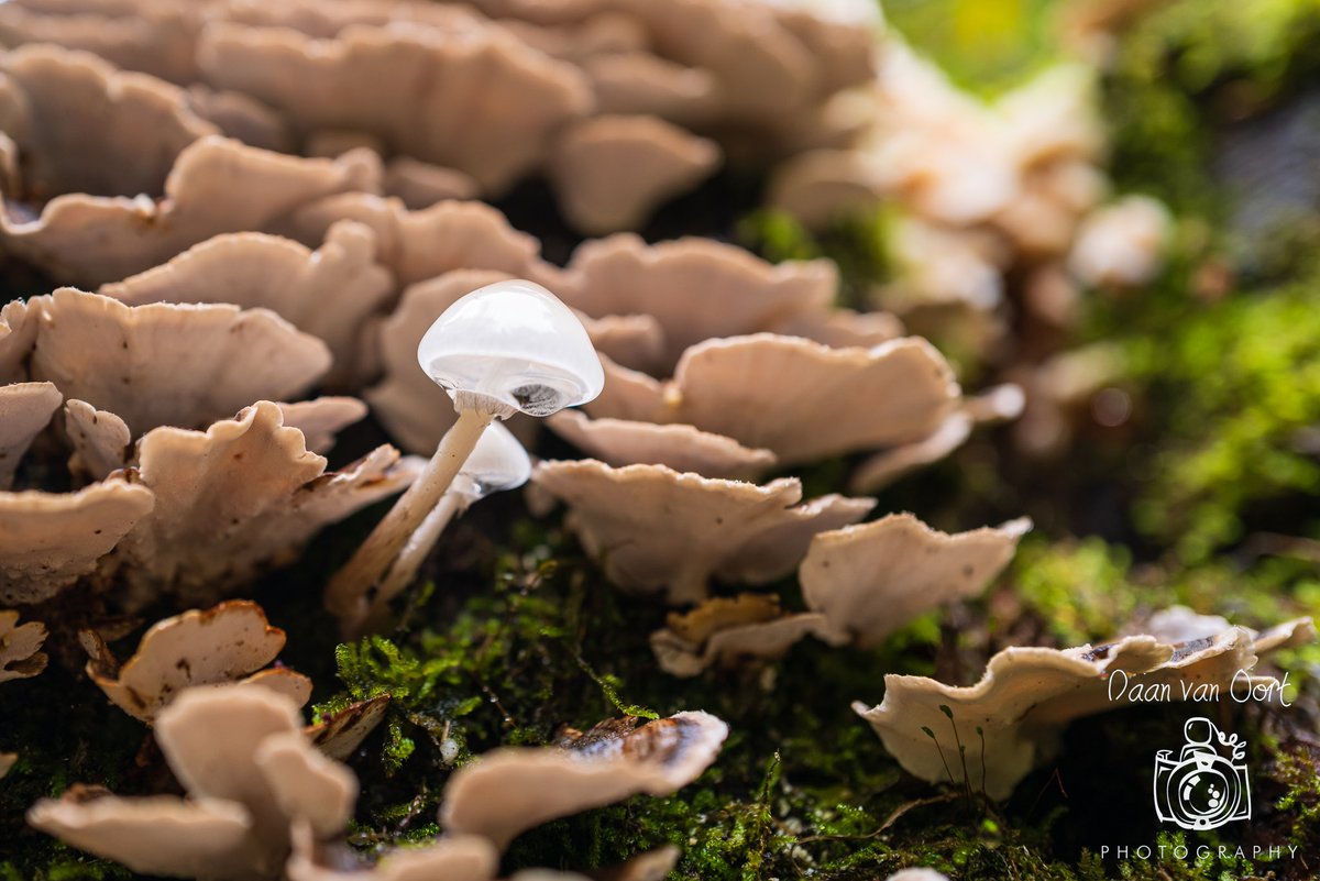 DaanvanOort's tweet photo. Lekker wandelen op zoek naar #paddestoelen op #warnsborn #Arnhem #bos #leicaq2 #Leica https://t.co/qrNGFHAS0e