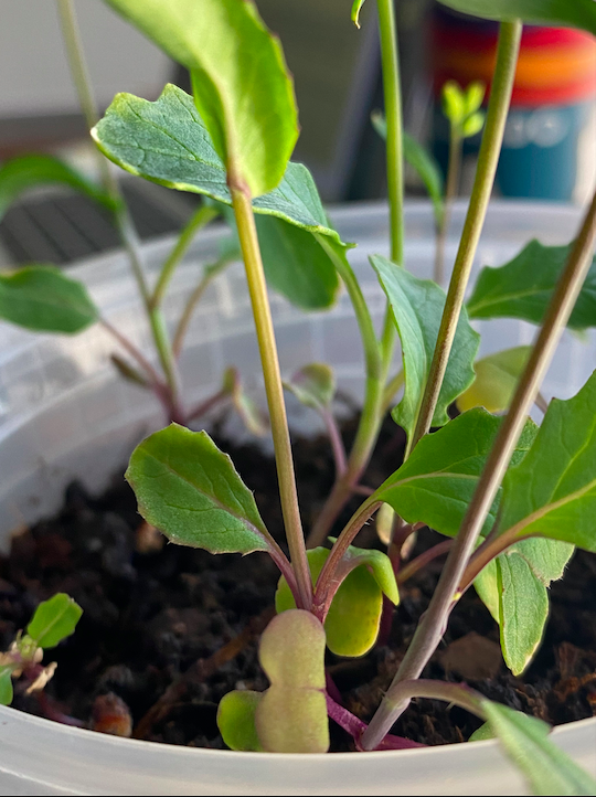 It’s time for me to admit that @natdelucca will not be my student forever! I’m recruiting PhD students to join us <a href="/vupeabody/">Peabody College</a> to work on a project partnering with science Ts to create spaces for us to engage in expansive, humanizing forms of sensemaking about the natural world.