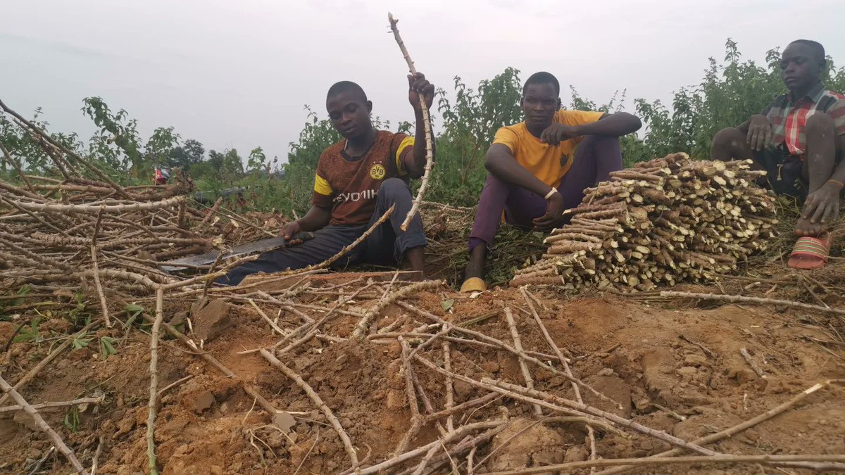 NFGCSFarmEstate's tweet photo. Sights and Sound from our Pre Planting Preparation for this Season Cassava Farming.
#NFGCS #NFGCSFarms #AgricBusiness #Farming #StrongerTogether #cassava https://t.co/tkkPa1EW3P