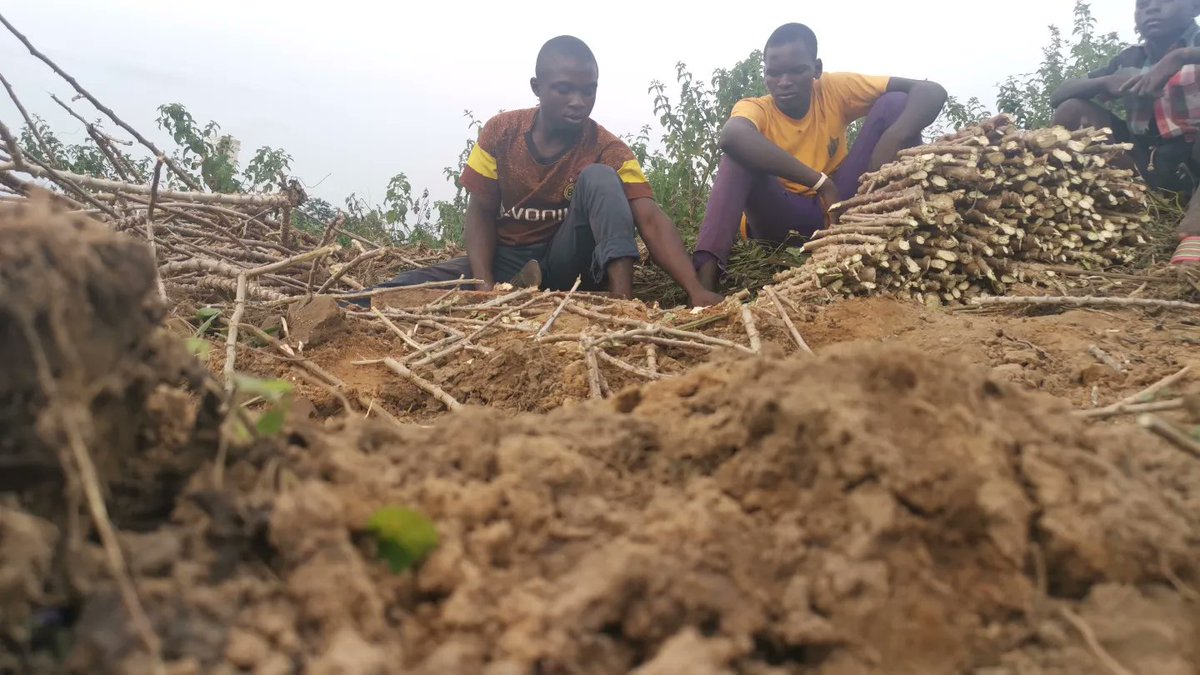 NFGCSFarmEstate's tweet photo. Sights and Sound from our Pre Planting Preparation for this Season Cassava Farming.
#NFGCS #NFGCSFarms #AgricBusiness #Farming #StrongerTogether #cassava https://t.co/tkkPa1EW3P