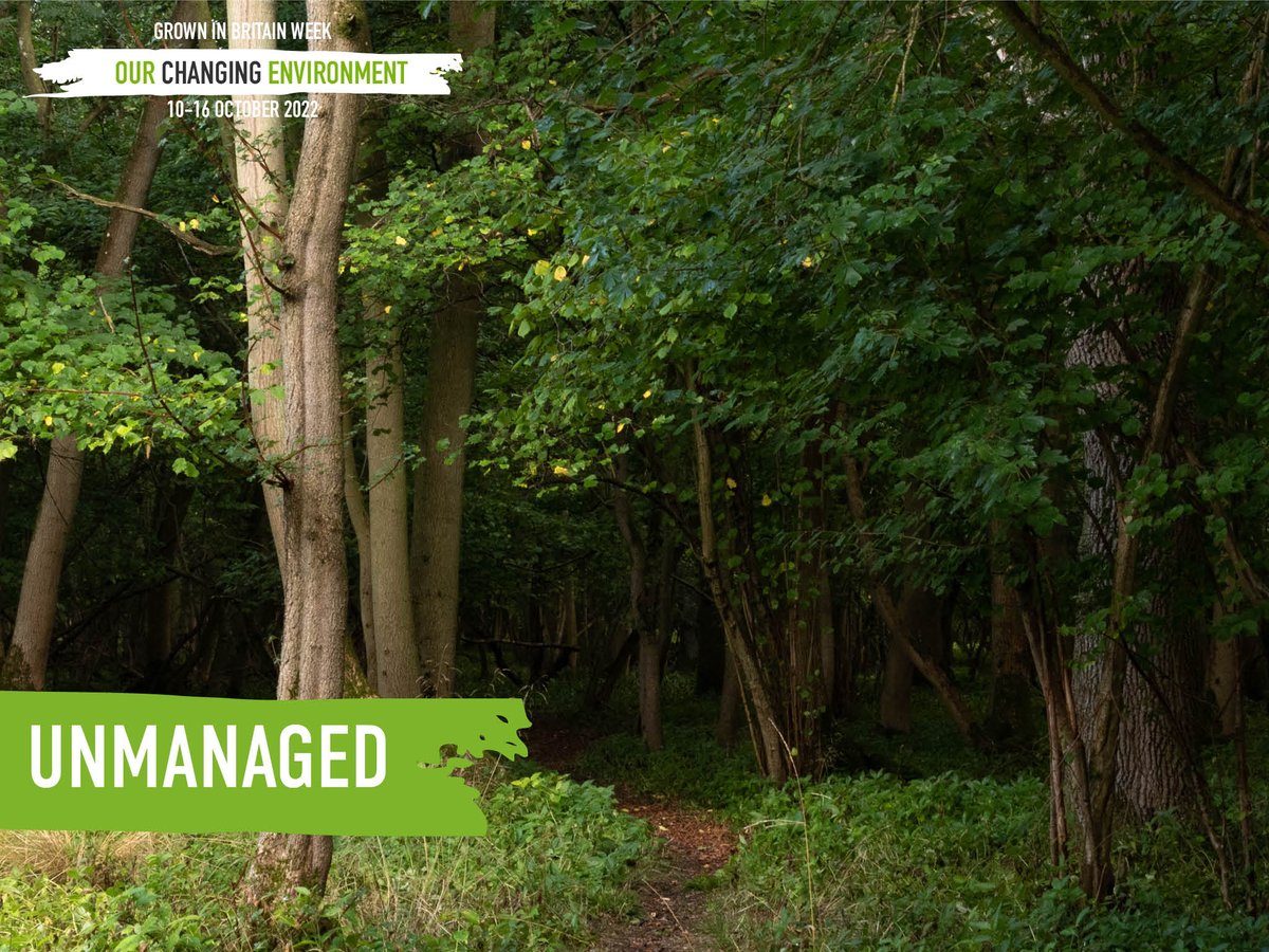 GrowninBritain's tweet photo. With 42% of the UK's woodlands currently under-managed, it's imperative that we bring more woods into management to maximise all possible benefits - for nature and for society.
#GiBWeek2022 https://t.co/353p4FmbgI