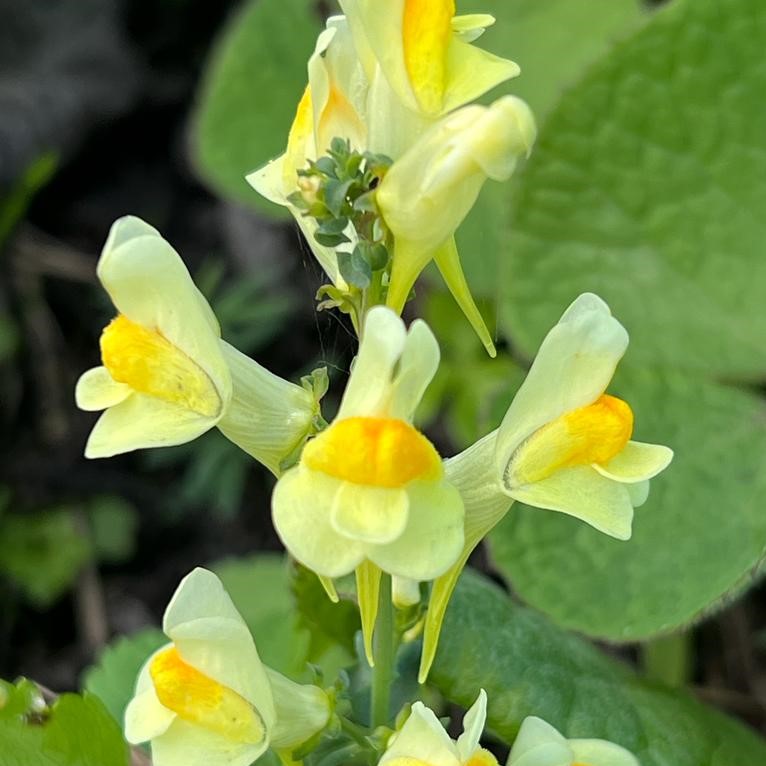 BerryHeadRanger's tweet photo. This beautiful wildflower is common toadflax, which is still in flower along the coast path. Looking similar to the familiar garden plant, snapdragon, they provide a brilliant food source for a variety of bees and fly species.
#commontoadflax #wildflowersuk #southwestcoastpath https://t.co/evnQaP0BCE