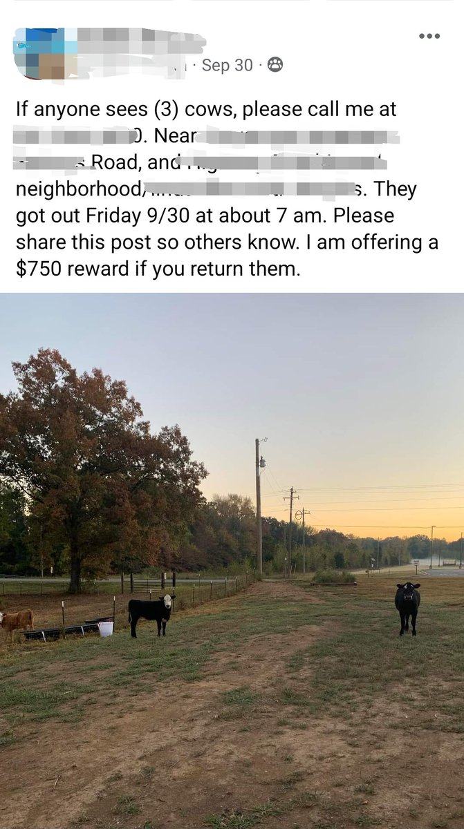 actressdancer78's tweet photo. There have been 3 cows loose in my town for over 2 weeks. Dozens of farmers are trying to catch them. It's the talk of every community group. They've now taken cover in a highly wooded area that's too dence for ropers.
At this point, I'm rooting for them.
#teambovine #freebeef https://t.co/qKByjH0NoS