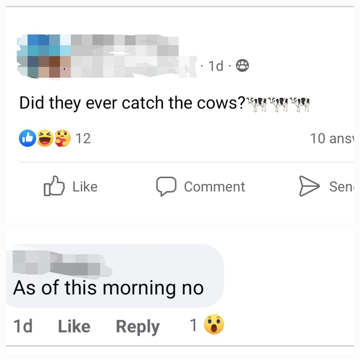 actressdancer78's tweet photo. There have been 3 cows loose in my town for over 2 weeks. Dozens of farmers are trying to catch them. It's the talk of every community group. They've now taken cover in a highly wooded area that's too dence for ropers.
At this point, I'm rooting for them.
#teambovine #freebeef https://t.co/qKByjH0NoS