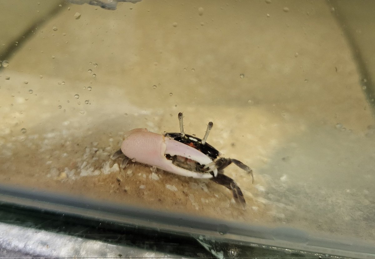 Our fiddler crabs have arrived 🦀💚
It's great to see these charismatic little crabs again! They're very cute and are exploring their new surroundings

<a href="/LucyMartincx/">Lucy Martin</a> <a href="/UoPMarineBiol/">UoP Marine Biology</a>