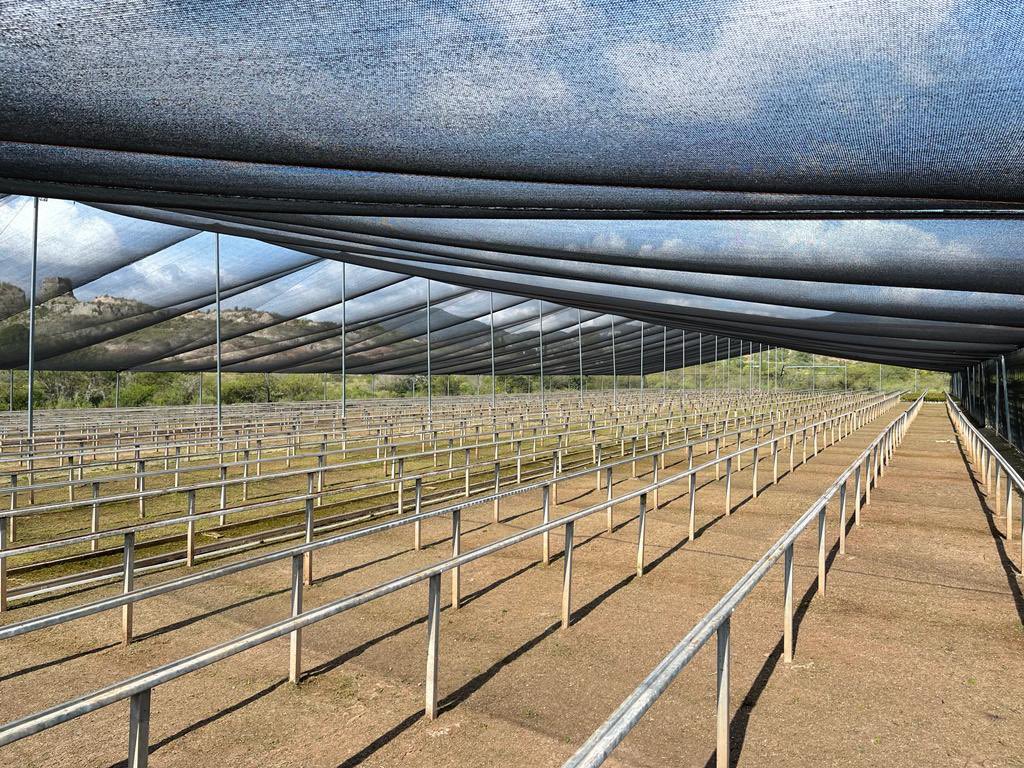 MAmbienteFAHHO's tweet photo. En el vivero de Yanhuitlán con autoridades agrarias y municipales verificamos la asignación y donación de 521 mil árboles de 19 especies que apoyaron la #reforestación social que impulsa la FAHHO en la región de la Mixteca, beneficiando 77 localidades de 48 municipios. https://t.co/3YKc4NyAOB