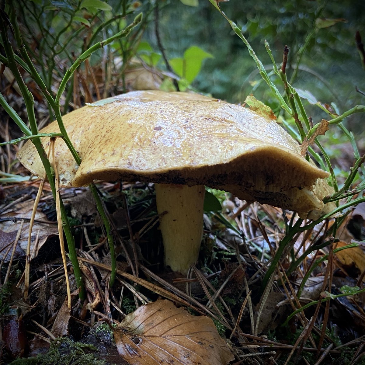 Found a new bolete!! Velvet Bolete - Suillus variegatus. They’re uncommon. They’re going in my #fungijournal for sure. #fungi