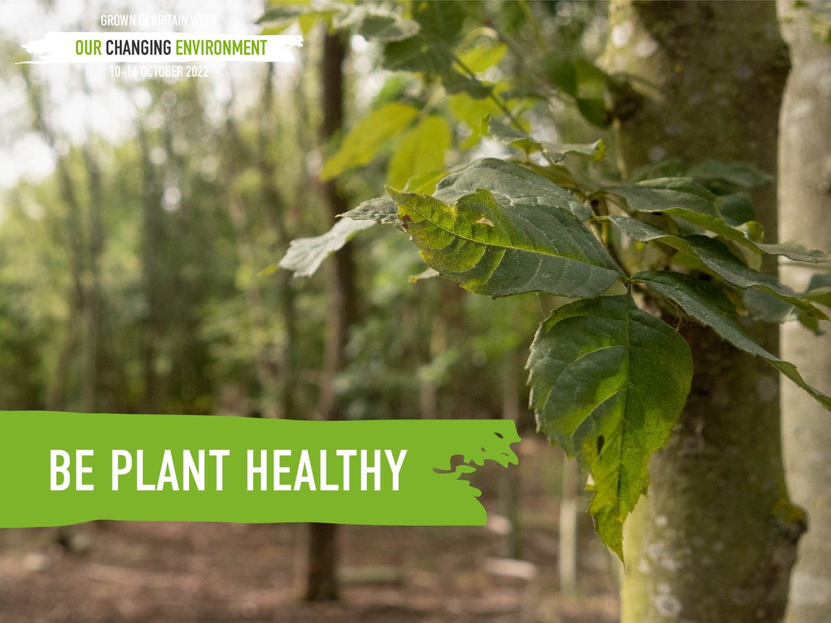 GrowninBritain's tweet photo. Pests and diseases can cause £bns of ecological and economic damage.
The Plant Health Management Standard helps growers, retailers, landscapers &amp; arborists do their bit for biosecurity.
Learn more and start self-assessment at https://t.co/EJxOKswRh8
@beplanthealthy
#GiBWeek2022 https://t.co/1fG4lXsP4x