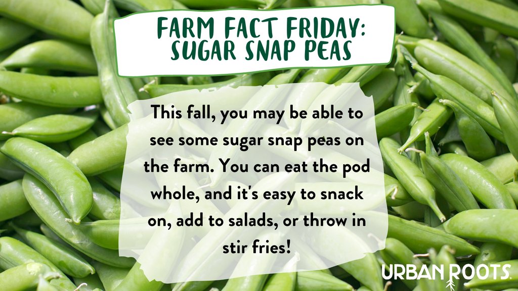 It’s #URFarmFactFriday, folks 💚! This week’s farm fact is about the sugar snap pea, something we’re growing on the farm this season. It’s a healthy, crunchy snack that can easily be added to a variety of dishes. Learn more about it here: urbanrootsatx.org/farm-fact-frid…
