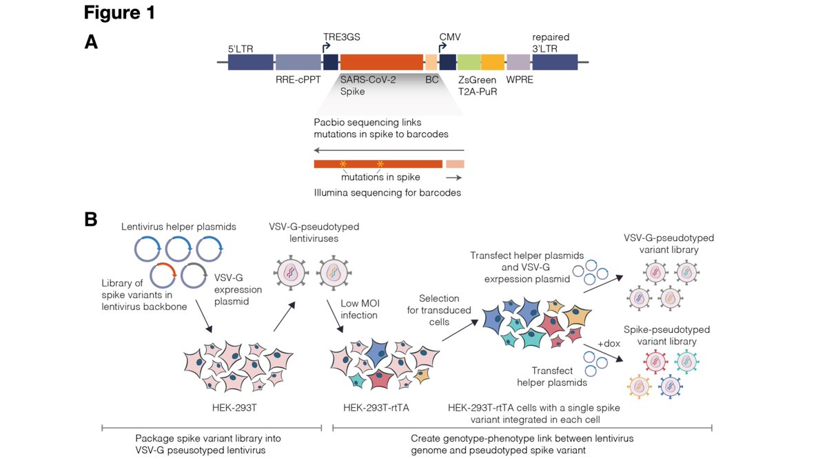 Bloom Lab on Twitter: 