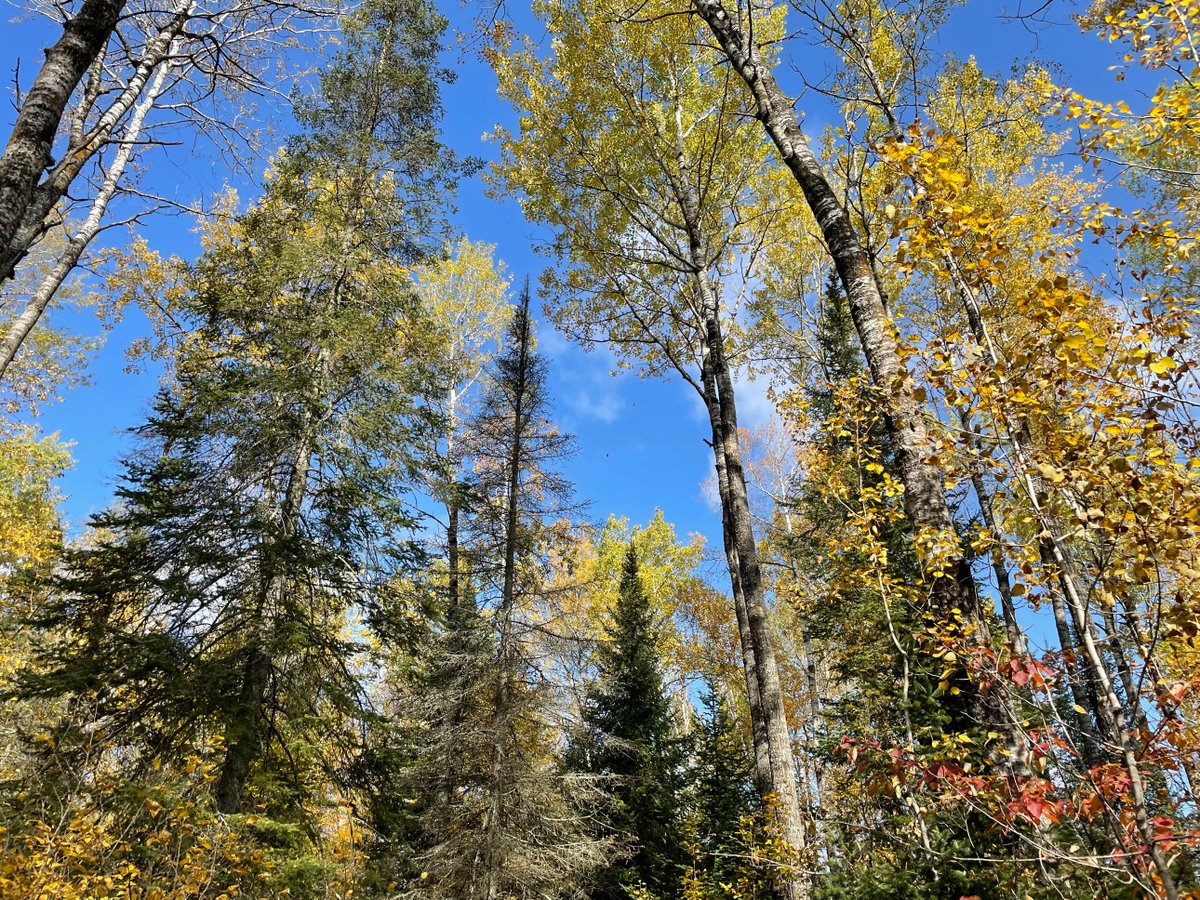 Wanted to share some #fall #folliage pics before the weekend. These were from my #Duluth trip last week.I was actually able to get out and see some sights a bit, unlike previous visits. And the great weather only made it more enjoyable.
#naturephotography #minnesota #lakesuperior https://t.co/mr4stfpVOB