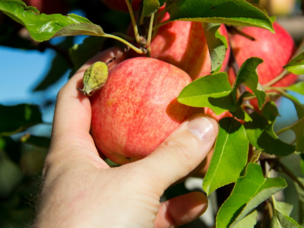 PromotionSrce's tweet photo. Go pluck some apples! π
#Autumn2022 #PromotionSource #ScreenPrinting #Embroidery #Design #Style #Fashion #Print #Printing #GraphicTees #Tshirt #ShirtΒ #Hats #Jackets #Jerseys #Clothes #SmallBusiness #LocalBusiness #BenefitsCharity https://t.co/nqMI1jHQ1Z