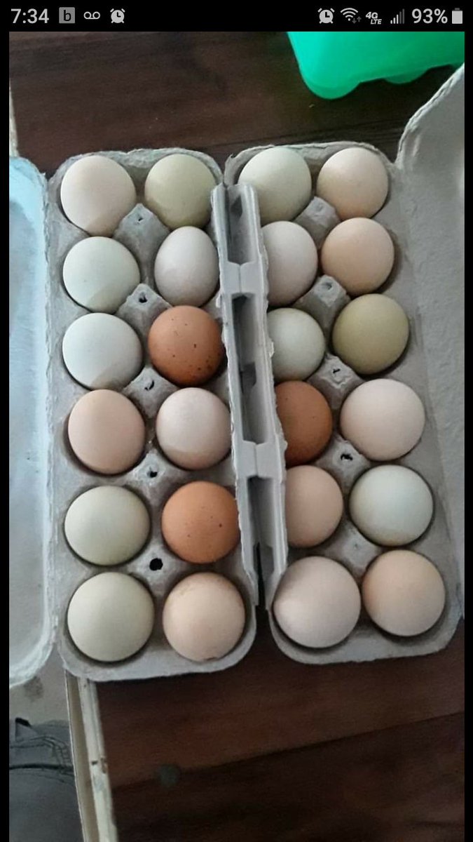 Elcadritzel's tweet photo. @MeyerHatchery My girls provide. https://t.co/aciPh7GgVz
